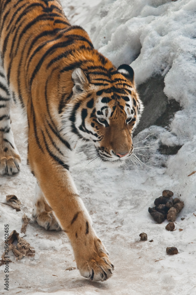 Obraz premium Tiger close-up, on a background of snow and tiger shit (litter) The powerful and beautiful big cat Amur tiger goes on snow