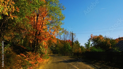 the beautiful autumn forest in bright yellow colors