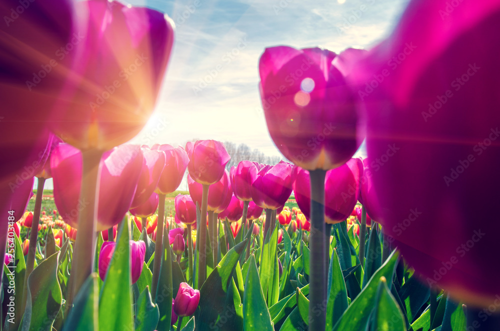 Fototapeta Piękne purpurowe tulipany kwitnące na łące w blasku słońca.