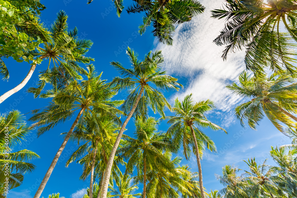 Obraz premium Green palm tree against blue sky and white clouds. Tropical nature background