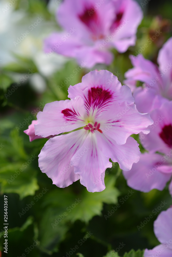 Regal pelargonium