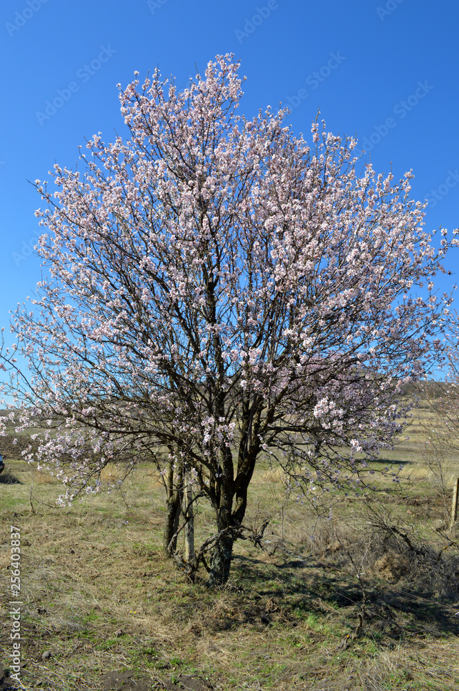 Almond blossoms, bees, bugs and spring time is here! 2019 Almond blossoms, bees, bugs and spring time is here! 2019