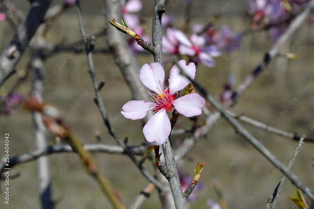 Almond blossoms, bees, bugs and spring time is here! 2019 Almond blossoms, bees, bugs and spring time is here! 2019