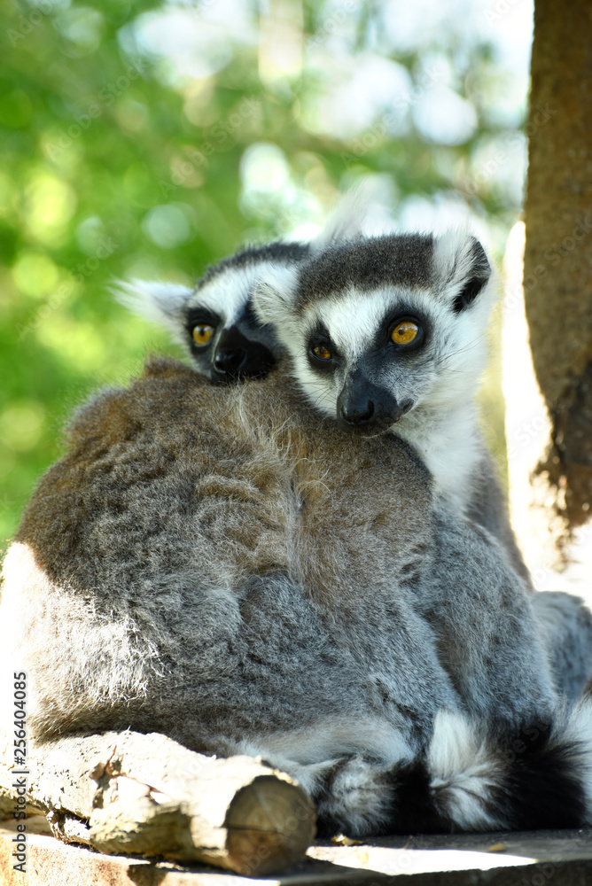 Obraz premium lemur katta