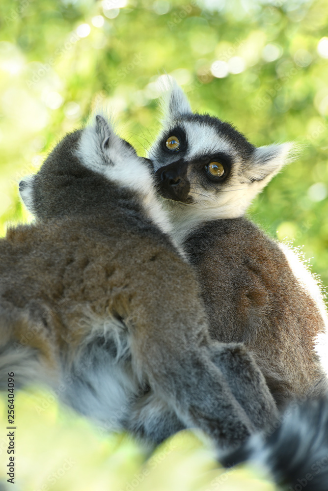 Fototapeta premium lemur