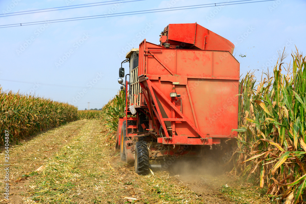 Modern combine harvester is harvesting cultivated ripe corn crop Modern combine harvester is harvesting cultivated ripe corn crop