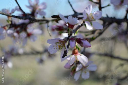 Almond blossoms, bees, bugs and spring time is here! 2019 © Harvy Matters