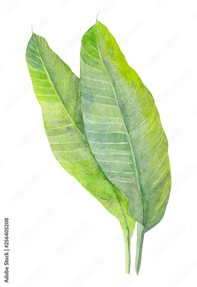 Obraz premium Banana leaves. Watercolor illustration.
