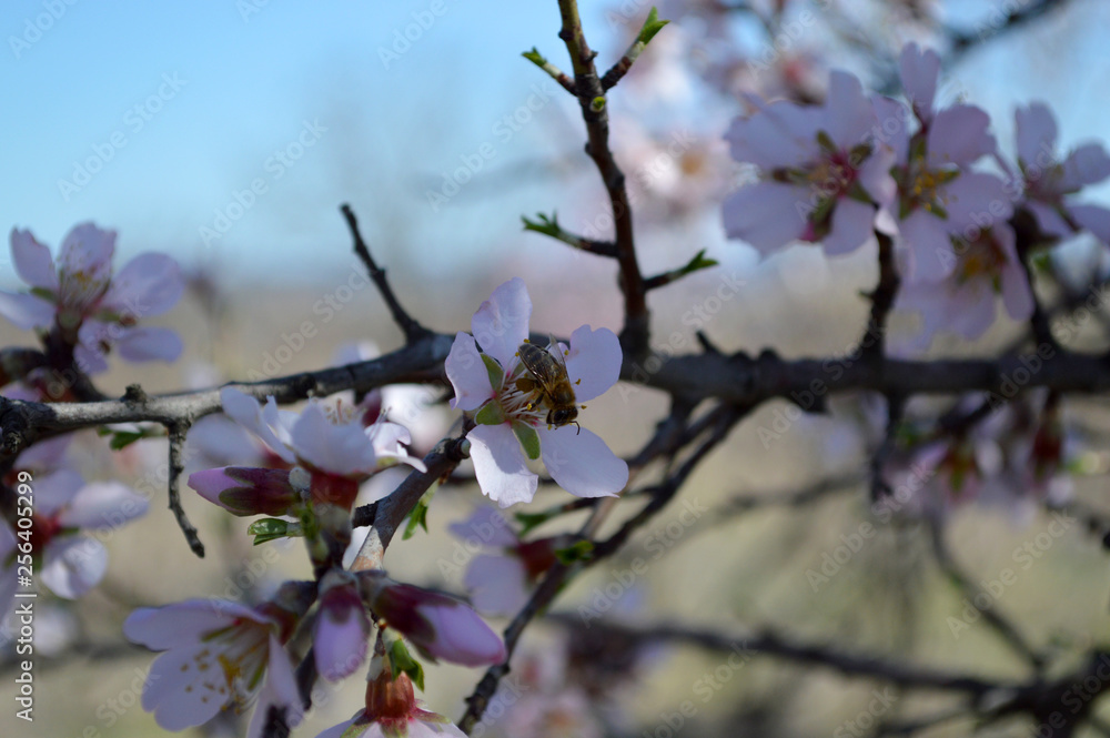 Almond blossoms, bees, bugs and spring time is here! 2019 Almond blossoms, bees, bugs and spring time is here! 2019
