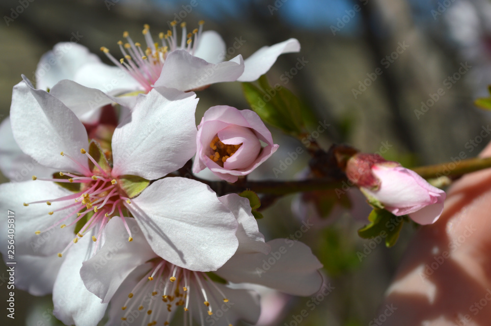 Obraz premium Almond blossoms, bees, bugs and spring time is here! 2019