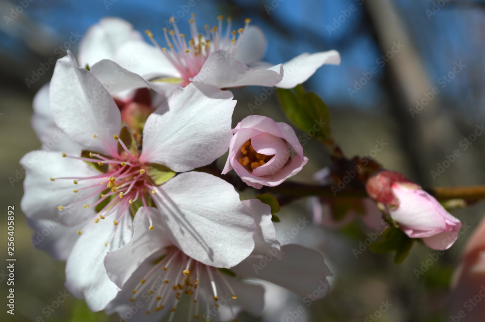 Obraz premium Almond blossoms, bees, bugs and spring time is here! 2019