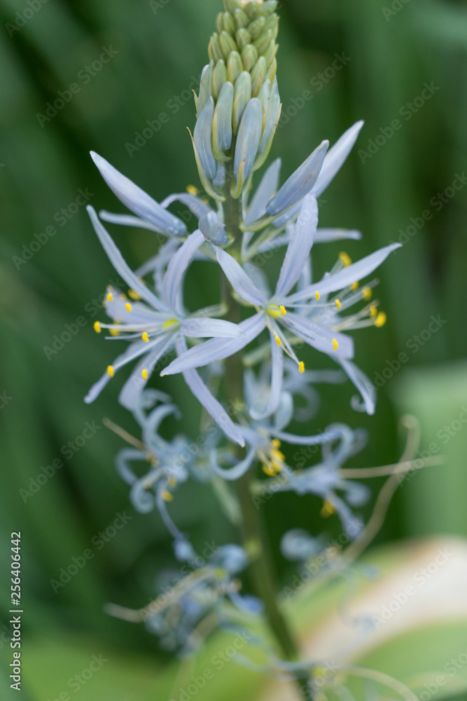 Hellblaue sternförmige Blüte