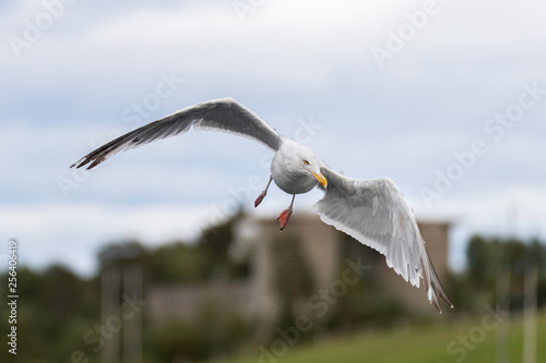 Seagull in Norway