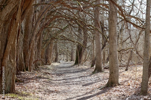 A trail under the bare trees in the forest on a sunny day.