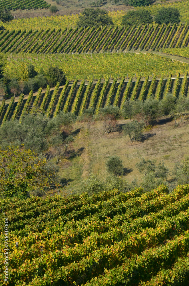 rows of green vineyards near Panzano (Florence), Tuscany. Italy