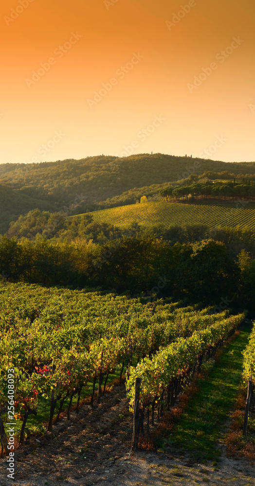Naklejka premium Rows of vineyards at sunset in Tuscany near Castellina in Chianti (Siena). Italy