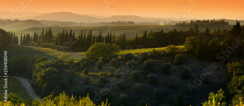 beautiful tuscan landscape at sunset with cypress and olive trees near Castellina in Chianti (Siena). Italy photo