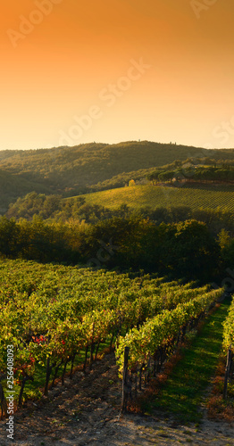Rows of vineyards at sunset in Tuscany near Castellina in Chianti (Siena). Italy
