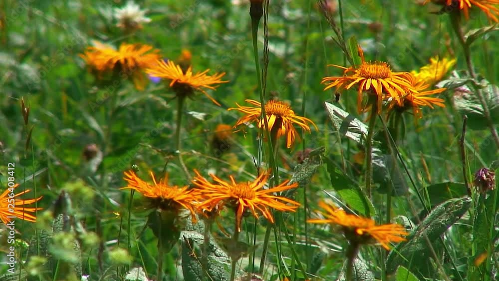 Caucasus. Ossetia. Gorge Midagrabin. Mountain flowers. Caucasus. Ossetia. Gorge Midagrabin. Mountain flowers.