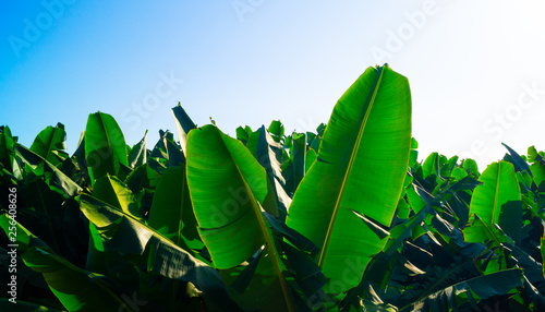 Close up of Banana Fruit and Large Palm Leaves in Banana Plantation on La Palma Canary Islands Spain