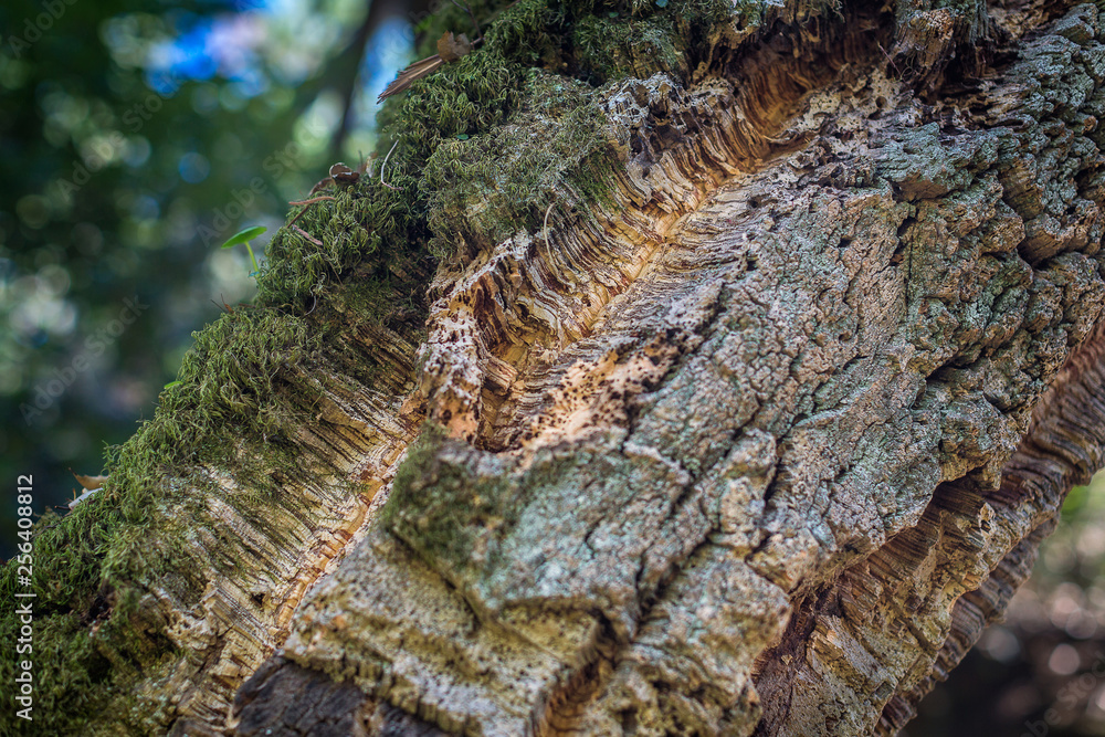 Natural cork bark overgrown with thick moss in nature. Natural cork cultivation in nature. Macro. Fragment. Natural cork bark overgrown with thick moss in nature. Natural cork cultivation in nature. Macro. Fragment.