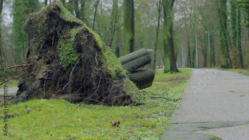 Broken, Fallen and Cut Down Tree near Roadside and Walkway