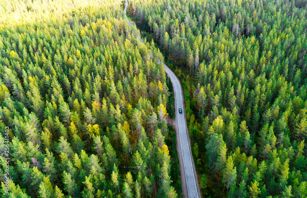 Fototapeta premium Aerial view of a country road in the forest with moving cars. Beautiful landscape. Captured from above with a drone. Aerial top view forest. Texture of forest view from above.