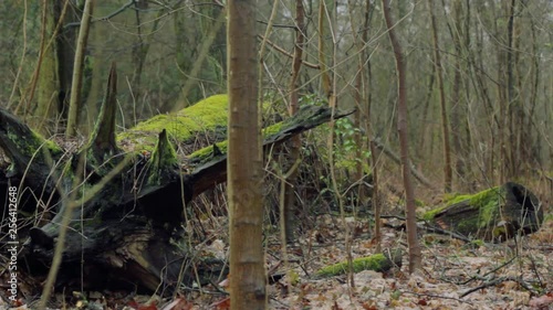 Broken, Fallen and Cut Down Tree near Roadside and Walkway