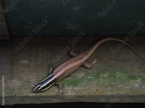 Lizard in Malaysia
