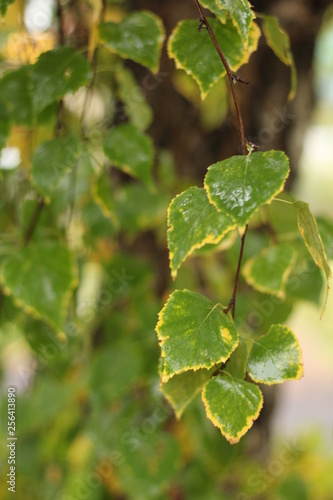 Wallpaper Mural autumn plants Torontodigital.ca
