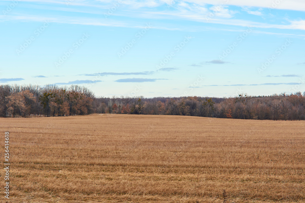 landscape with wheat field and blue sky
