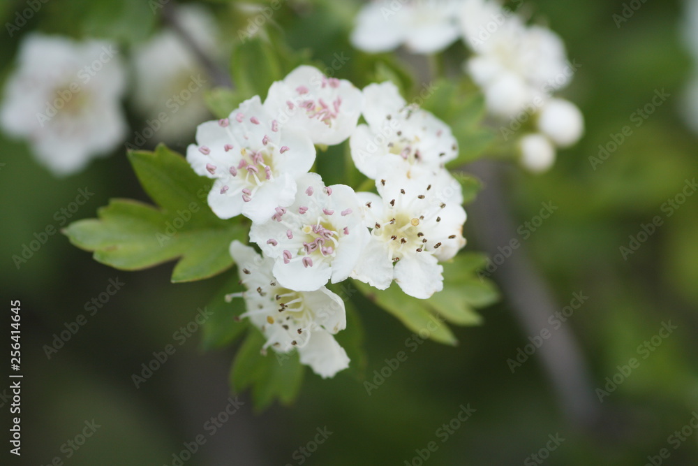 Kirschblüte Kirschblüte