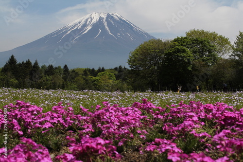 芝桜と富士山