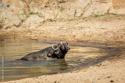 African buffalo bathing in waterhole in Kruger National park, South Africa ; Specie Syncerus caffer family of Bovidae