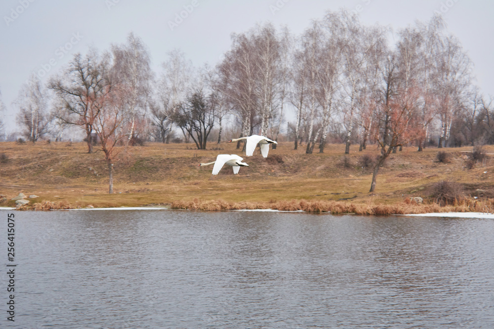 The family of wild swans on the river The family of wild swans on the river