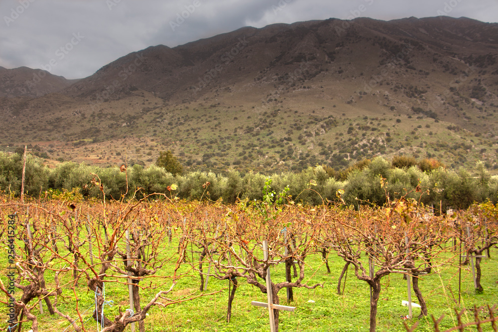 Small autumn vineyard near the mountains in Crete, Greece, at autumn (october). Image. Rainy sky over vineyard and mountains.