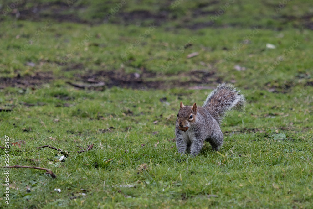 Obraz premium écureuil