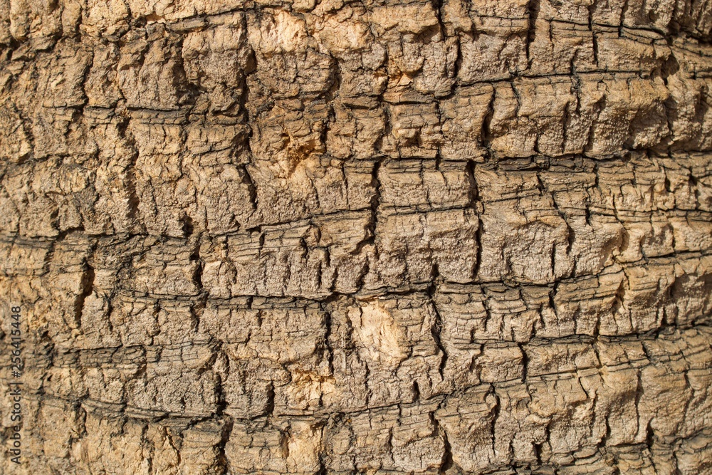 Textura rugosa de casca de palmeira