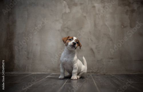 Puppy of breed Jack Russell Terrier sitting on a dark floor in front of a gray wall and looking up