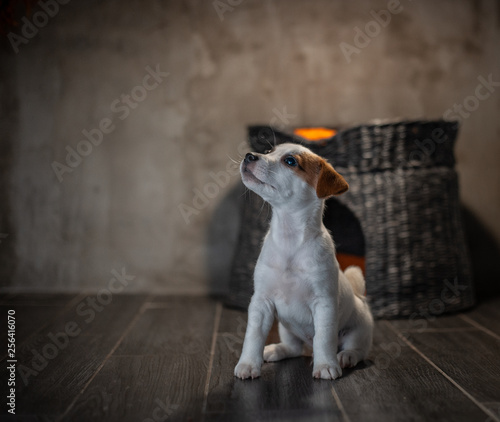 Puppy of breed Jack Russell Terrier sitting next to a wicker pet house with orange pillows against a gray wall