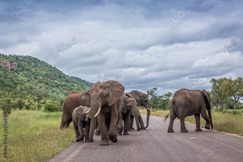 African bush elephant small herd on the road in Kruger National park, South Africa ; Specie Loxodonta africana family of Elephantidae
