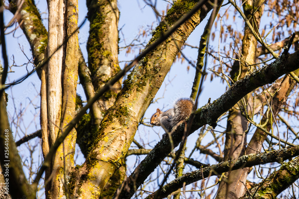 A Gray Squirrel Sciurus carolinensis looking down from high in a tree