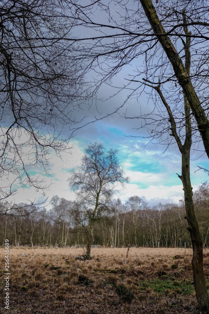 solitary silver birch tree in bedfordshire countryside