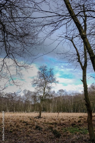 Obraz na płótnie solitary silver birch tree in bedfordshire countryside w salonie