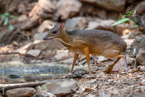 Chevrotain or lesser mouse deer in the forest (Male) photo