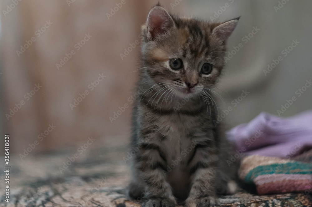 Naklejka premium ładny kotek Mora siedzi na kocu na niewyraźne tło w domu