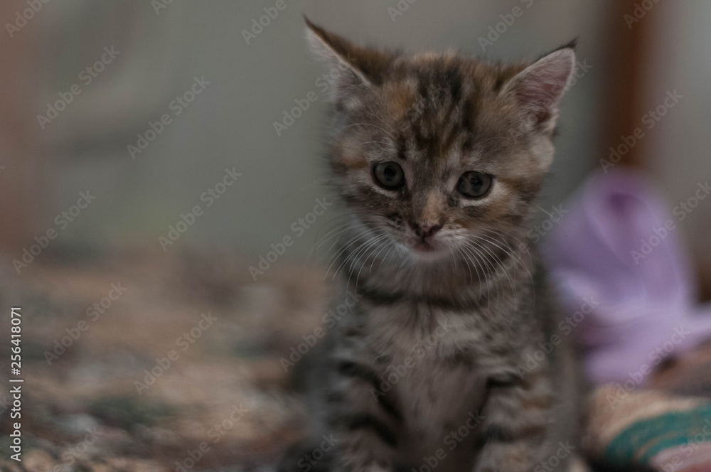 cute tabby kitten sitting on blanket on blurred background at home