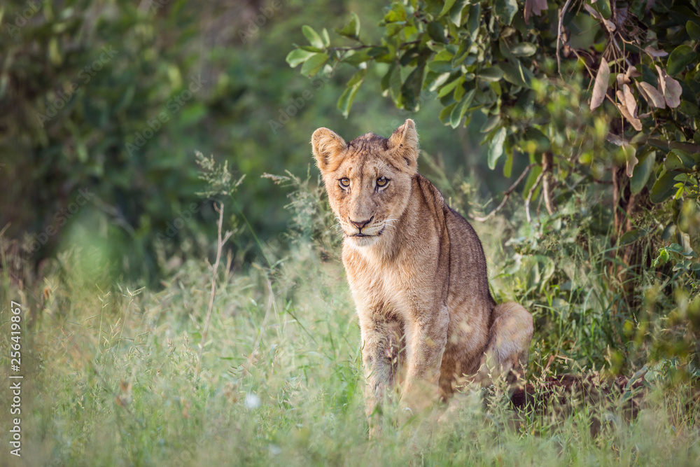 Fototapeta premium Young African lion sitting in Kruger National park, South Africa