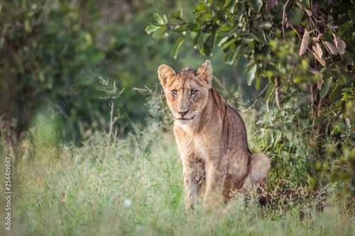 Young African lion sitting in Kruger National park  South Africa