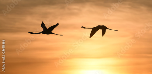 Flamingos flying at sunset